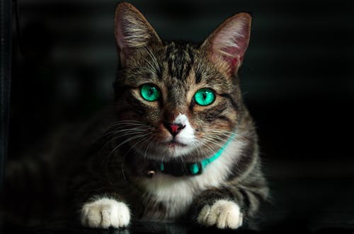 What You Need to Know About Veterinary Acupuncture Benefits What You Need to Know About Veterinary Acupuncture Benefits