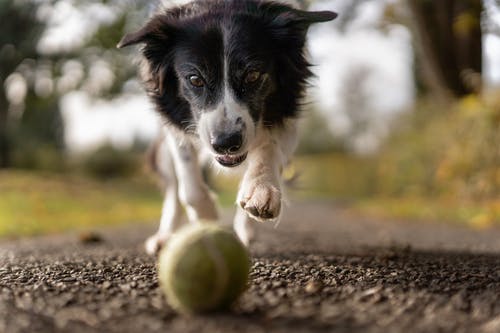 Pet Boarding: Convenience for Pet Parents Pet Boarding: Convenience for Pet Parents