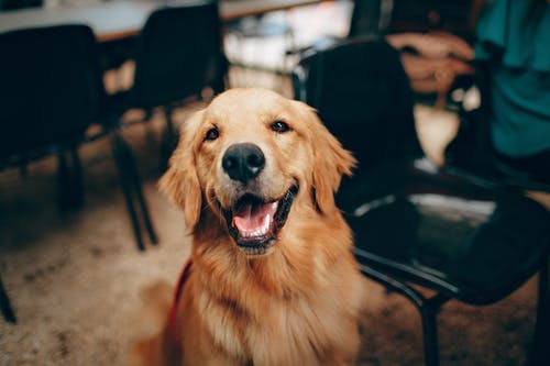 Why Choose a Pet Wellness Plan or Pet Insurance? Why Choose a Pet Wellness Plan or Pet Insurance?
