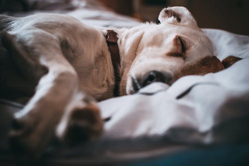 How Effective is Cold Laser Therapy for Pet Diseases? How Effective is Cold Laser Therapy for Pet Diseases?