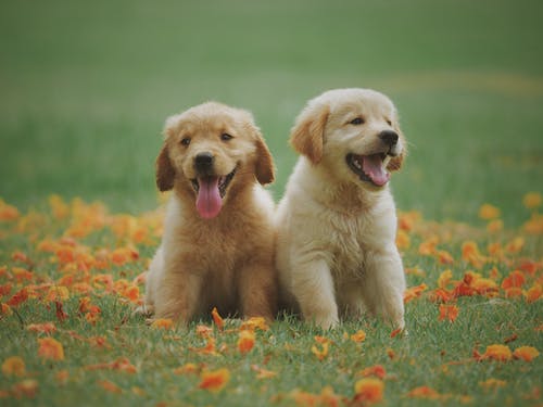 Teach Your Dog To Become Sociable with These Fun Games Teach Your Dog To Become Sociable with These Fun Games