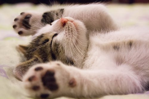Positive Effects of Owning a Pet on Mental Health Among Work-From-Home Individuals Positive Effects of Owning a Pet on Mental Health Among Work-From-Home Individuals