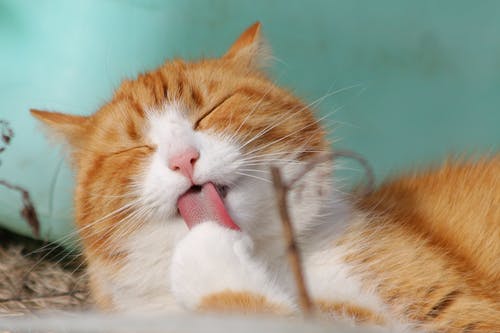 Does Your Pet Have an Eye Infection? Check Out for These Signs Does Your Pet Have an Eye Infection? Check Out for These Signs