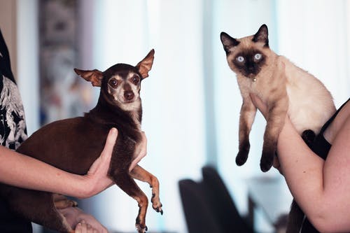 What Can a Veterinary Hospital Offer? What Can a Veterinary Hospital Offer?
