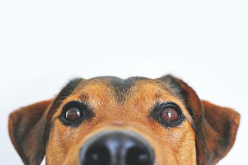 Food Varieties That Can Detrimentally Affect the Wellbeing of Pets