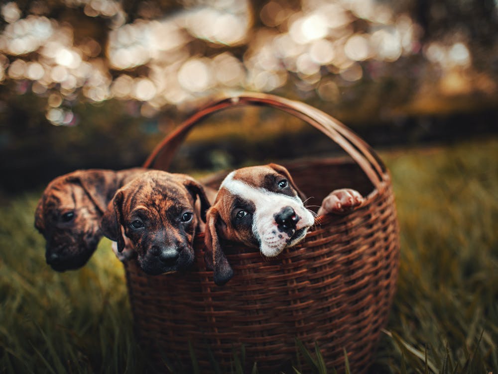 Health Care Tips for Pet Owners Health Care Tips for Pet Owners
