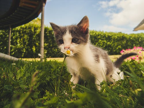 List of Some Services Offered at Veterinary Clinics List of Some Services Offered at Veterinary Clinics