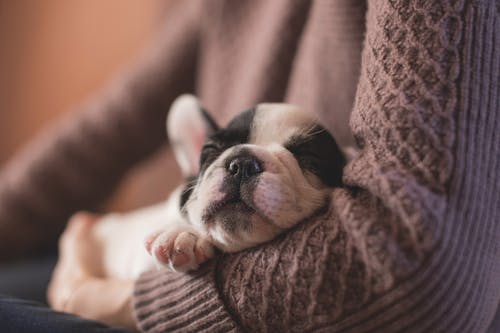 What to Expect From Pet Grooming Companies
