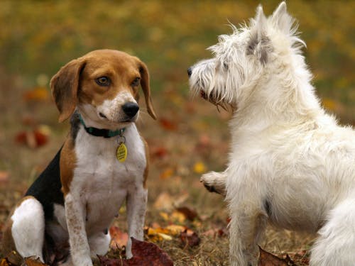 Typical Reasons Why Your Dog Has Ear Infections Typical Reasons Why Your Dog Has Ear Infections
