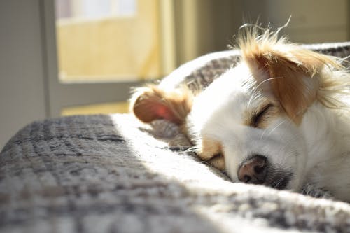 Heart Failure of Pets: 3 Common Signs Heart Failure of Pets: 3 Common Signs