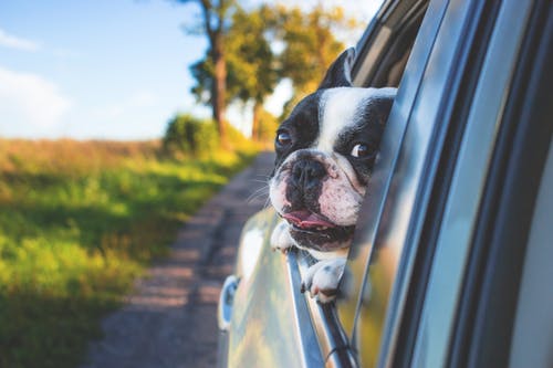 Care For Your Pet Following an Operation Care For Your Pet Following an Operation