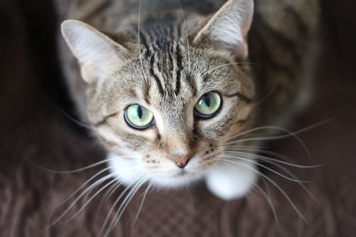 Routine Vet Checks and What to Expect
