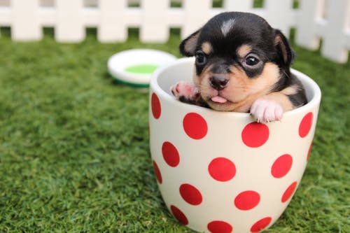 How Important Is Exercise for Dogs? How Important Is Exercise for Dogs?