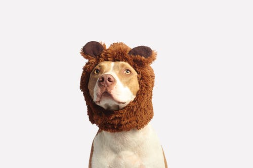 The Best Ways to Keep Your Pets Healthy The Best Ways to Keep Your Pets Healthy