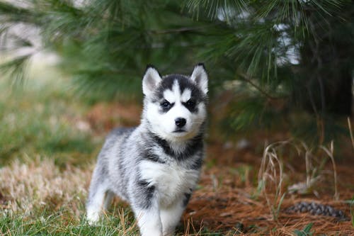 Four Reasons Why You Should Always Provide Your Dog With Proper Nutrition