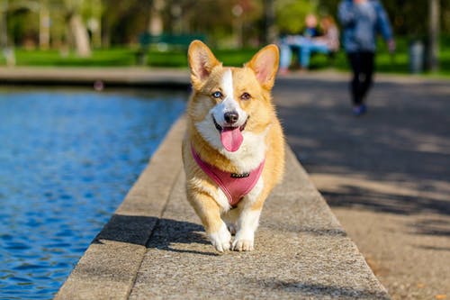 An Overview: Dermatological Conditions Often Experienced by Pets An Overview: Dermatological Conditions Often Experienced by Pets