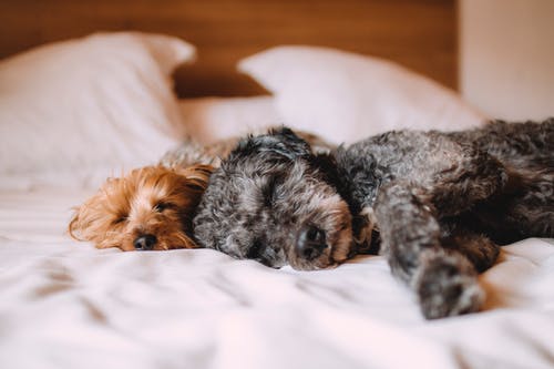 What You Need to Know Before Choosing a Family Pet What You Need to Know Before Choosing a Family Pet