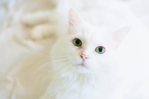 Preventive Health Care: The Significance of Annual Cat Health Exams Preventive Health Care: The Significance of Annual Cat Health Exams