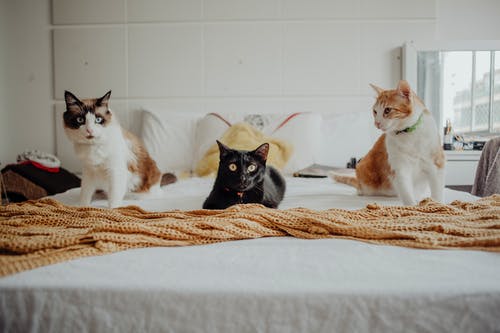 The Four Common Types of Emergency Situations Pet Owners Should Know The Four Common Types of Emergency Situations Pet Owners Should Know