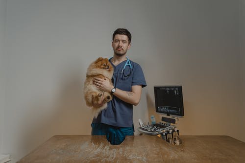 Top Benefits That Come With Getting Your Pets Vaccinated