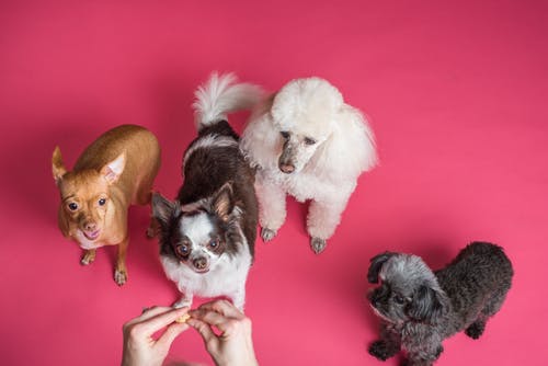 6 Tips for First-time Pet Owners 6 Tips for First-time Pet Owners