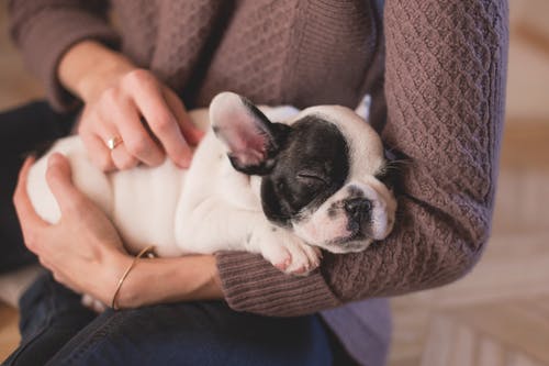 What to Do if Your Dog Is Reacting to a Vaccine? What to Do if Your Dog Is Reacting to a Vaccine?