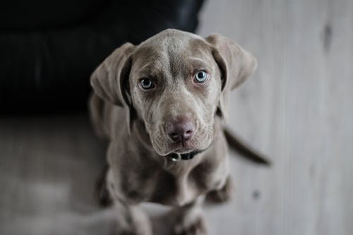 The Importance of Senior Pet Care: Extending Life and Comfort The Importance of Senior Pet Care: Extending Life and Comfort